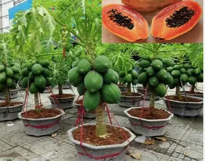 50+ Dwarf Thai Papaya Seeds~Fresh Seeds for Planting ORGANIC
