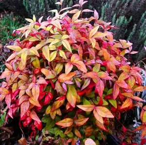 Set 2 Dwarf Nandina Shrub for Planting, Nandina Live Plants in 2.5 Inches Pots, Nandina Bush, Nandina Plants Live