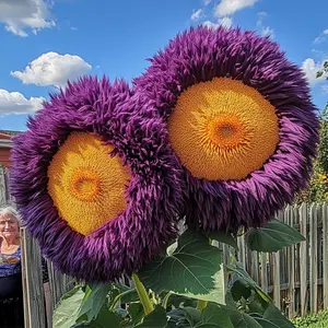50PCS Giant Teddy Bear Sunflower Seeds | Rare Non-GMO Heirloom Flower Variety, Easy-to-Grow and Low-Maintenance, Perfect for Outdoor Gardens, Home Flower Beds, Patios, and Attracting Pollinators, Producing Large, Fluffy, Eye-Catching Blooms