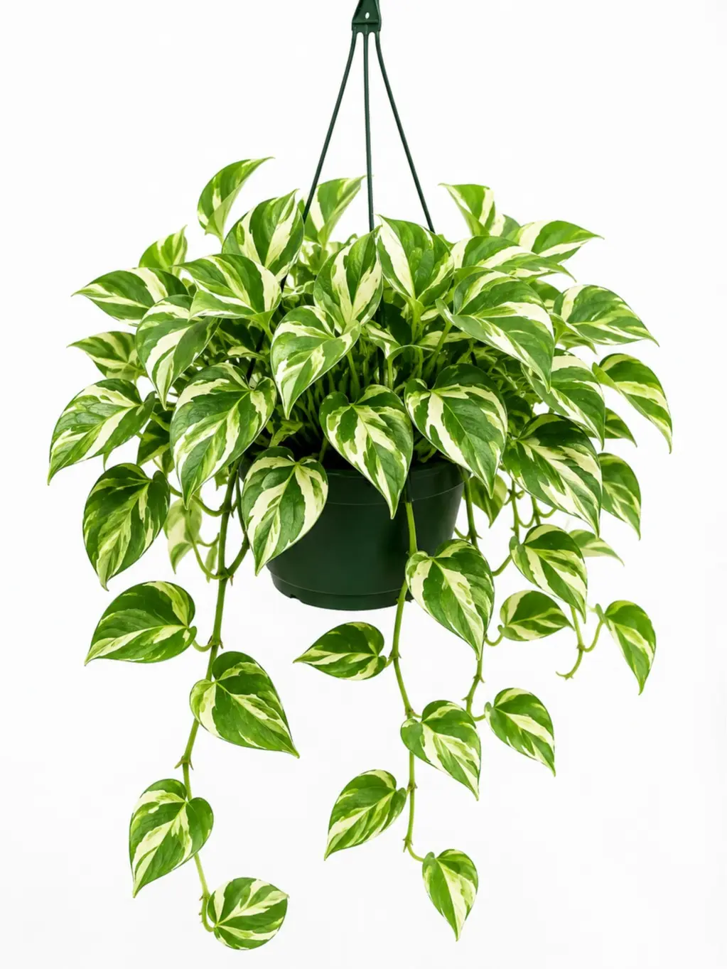 N'Joy Pothos Live Plant – Compact Variegated Houseplant in 2" Pot – Easy-Care Indoor Air-Purifying Plant