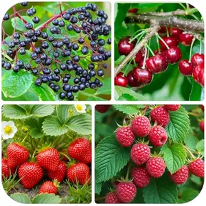 10 Cherry 100 Raspberry 100 Strawberry and 100 Elderberry Seeds for Planting - Non-GMO Fruit Seeds for Home Garden, Type 4