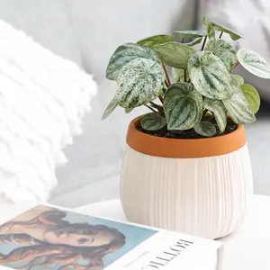 Peperomia 'Watermelon Variegated'