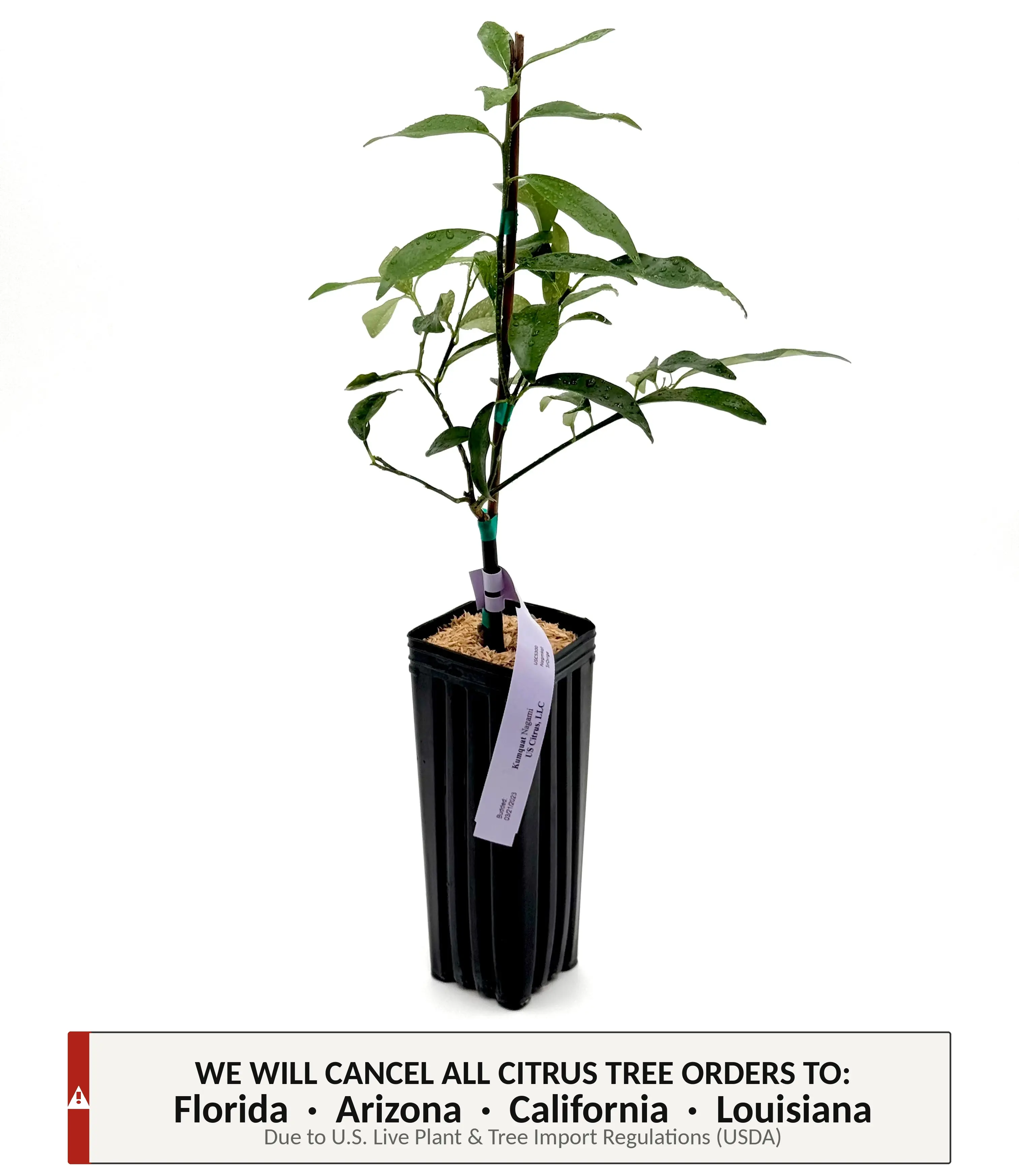 Kumquat Tree | No Ship CA AZ LA FL | US Citrus Nursery | Lucky Asian Citrus, Meiwa or Nagami, Natural Live Citrus Plant, Cold Hardy Indoor Outdoor Container Fruit Tree