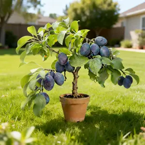 Plum Tree Seedlings, Live Fruit Tree Plant for Outdoor Planting, Suitable for Home Gardens, Courtyards and Backyards