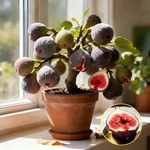 Mission Fig Tree Live Plant – Ficus carica, Perennial Fruit Tree, Hardy and Easy-to-Grow Starter Plant for Gardens & Yards