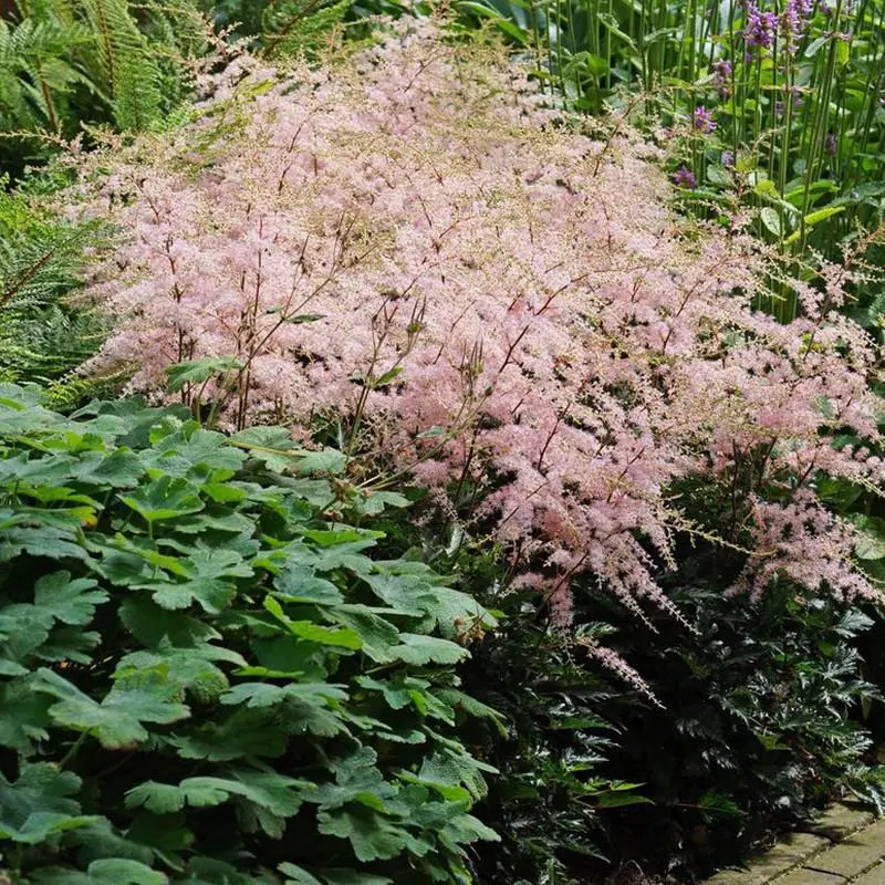 Hennie Graafland Astilbe
