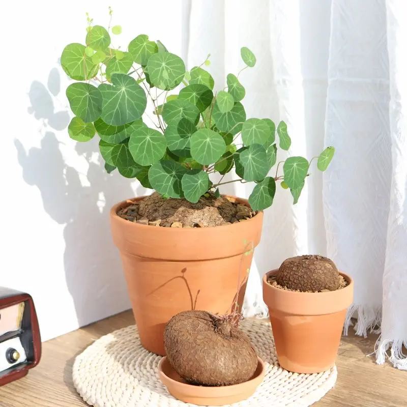 Live Stephania Erecta Caudex Tuber Root - Rare Bonsai Succulent, Low-Water Indoor Houseplant, Ideal Decor for Apartments, Plant Hobbyists