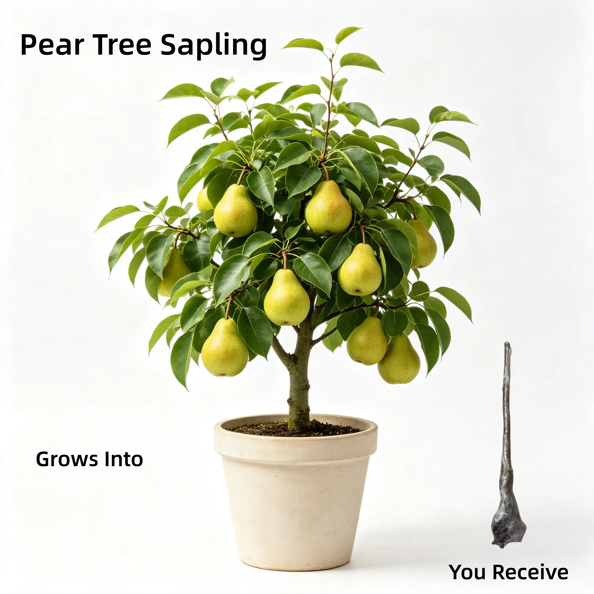 Live Fruit Bearing Pear Tree Plant - 16-20 In Outdoor Full Sun Garden, Natural Root Landscape Decor, Tree Sapling