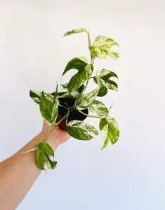 Epipremnum Pinnatum 'Marble Flame' - 4" Pot