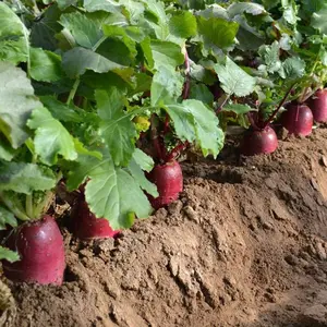 1000+ Heirloom Red Big Robe Fruit Radish Seeds - Sweet, Crisp, Red Skin, Red Heart Radish for Your Garden