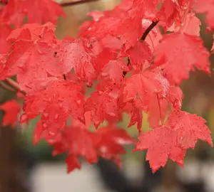 Sun Valley Maple Tree Live Plant - 12-24" Tall  - Gallon Pot - Fast-Growing Red Shade Maple Sapling - Acer rubrum 'Sun Valley'