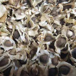 Non-GMO Moringa Seeds 50Pcs – Easy to Grow Superfood Tree, Rich in Vitamins & Antioxidants