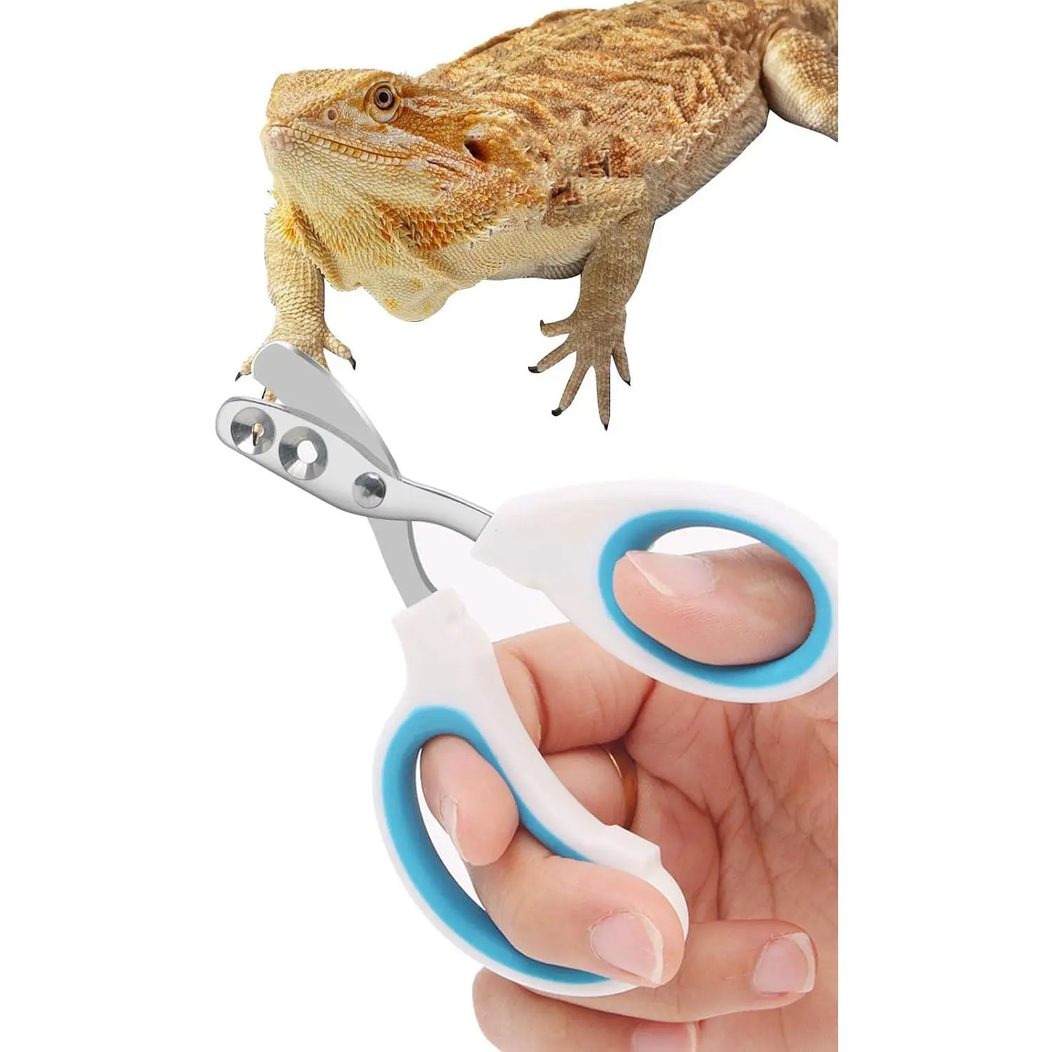 Stainless Steel Bearded Dragon Nail Clippers,Lizard Nail Clippers,Bearded Dragon Supplies,Bearded Dragon Nail Scissors for Small Reptiles,Turtle,Chameleon,Iguana,Hedgehog(Blue)