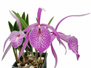 Brassocattleya Fuchs Star