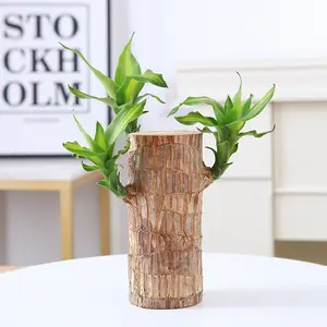 Brazilian Lucky Wood Plant for Indoor Decoration, Elegant Tabletop Green Plant, Beginner Friendly Care