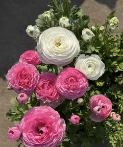 1000 Anemone seeds, buttercup bulbs/potted multi-colored double-petaled flowers