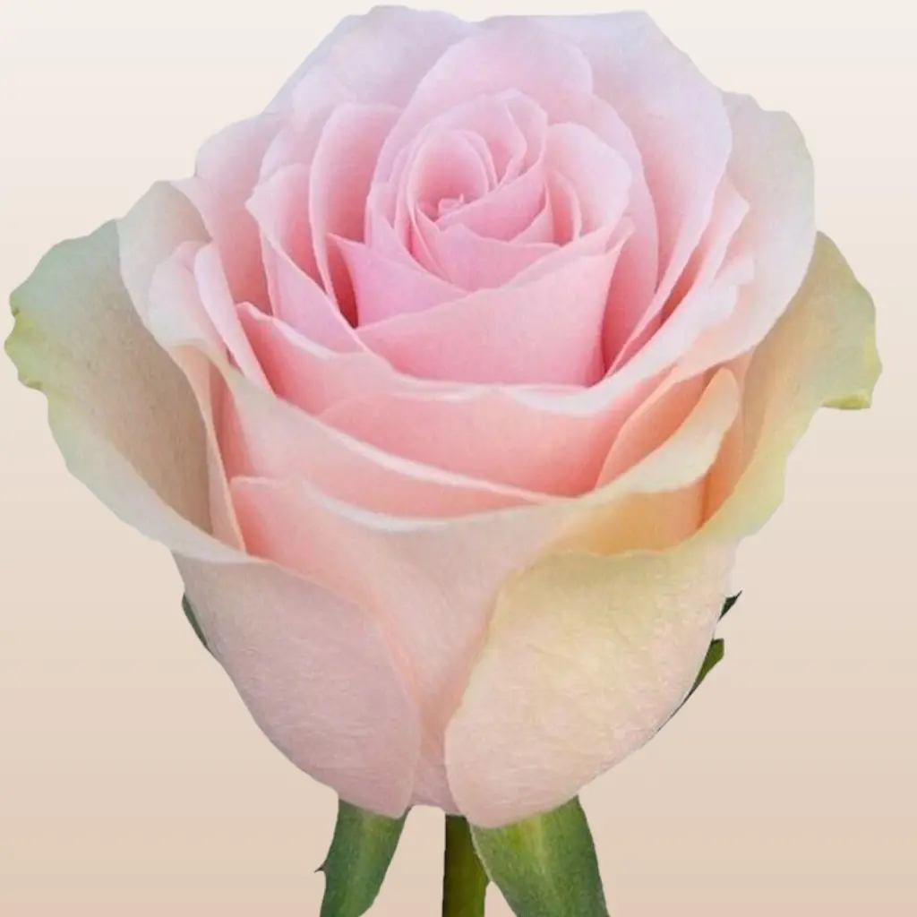 Titanic Roses Variety A Fresh Light Pink Rose for Wedding Bouquets Table Centerpieces or Flower Arrangements Medium Bloom Size 5.5-6.0cm 30 Petals Vase Life 12 Days Mini-Pack 50 Stems Large Pack 100 Stems