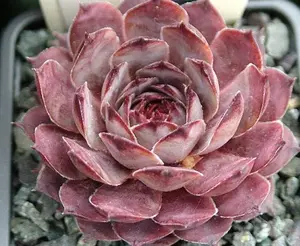 Virgil Succulent - Hens & Chicks Succulent Sempervivum Plant - 4 inch pot