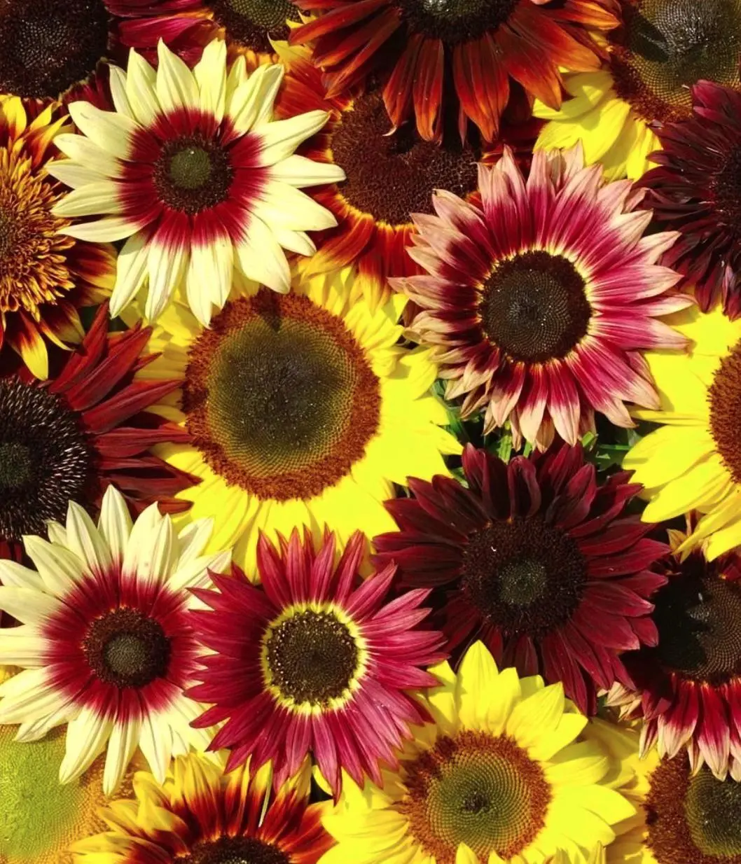 100pcs Mixed-Color Sunflower Seeds – Vibrant, Easy to Grow, and Pollinator-Friendly