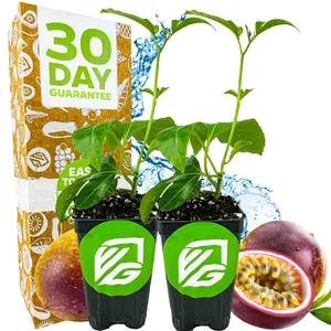 2-Pack Passionfruit Plants – Fast-Growing Starter Vines by Wellspring Gardens