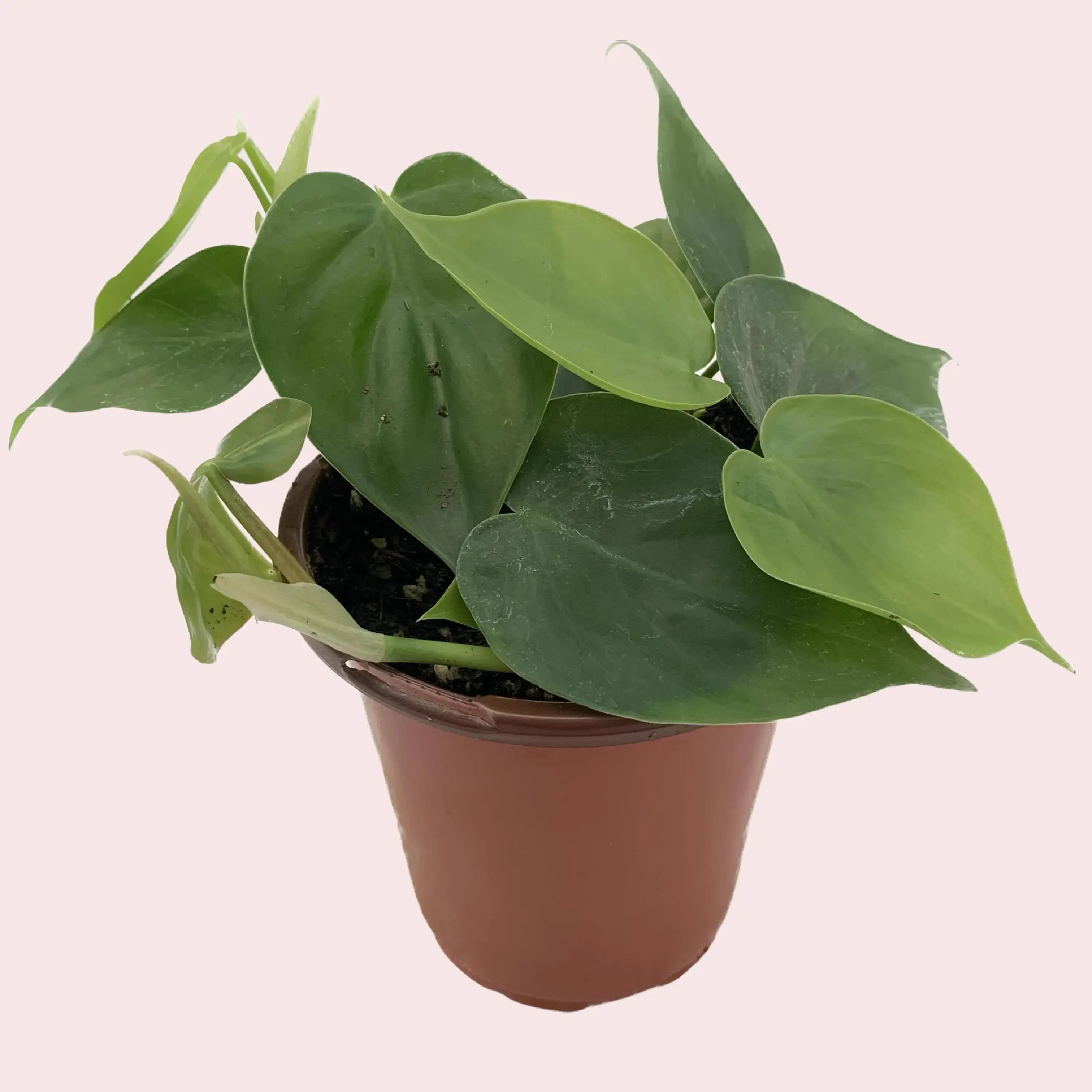 Beth's Roots & Shoots Decorative Live Plant Mystery Box