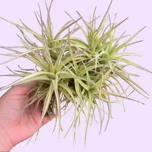 Tillandsia Bergeri Airplant Cluster Tropical Bonsai