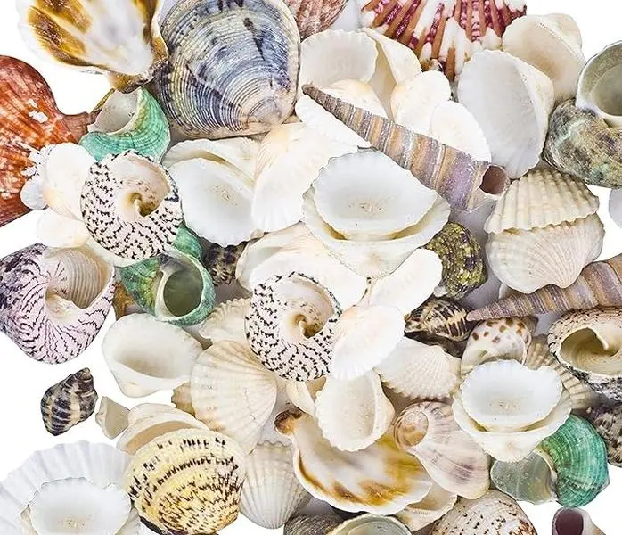 80~85pcs Sea Shells Mixed Beach Seashells for Beach Theme Party Wedding Decorations DIY Crafts Candle Making Fish Tank Vase Fillers Home Decorations Supplies