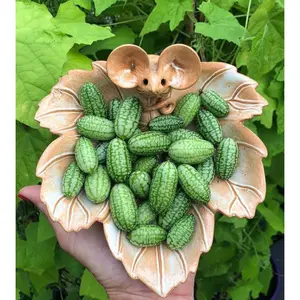 70pcs Cucamelon Seeds - Experience the Taste of Mexican Sour Gherkin Mini Thumb Watermelons in Your Home Garden