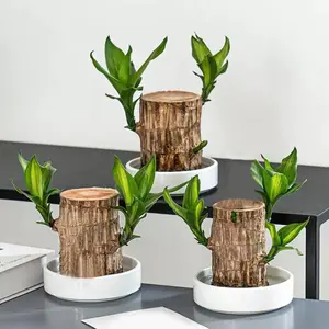 Brazilian lucky wood plant, lucky wood desk, Brazilian wood decor，easy care hydroponic Brazilian wood plant, Brazilian wood money tree, housewarming gift
