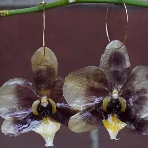 Banana Bread Orchid Earrings | KenzieLeighCo | Handmade Real Flower Earrings