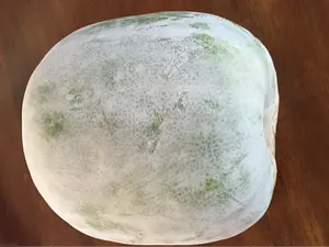 20+ Wax Gourd Seeds White Ash Gourd Winter Melon Dong Gua (Alu) Puhul USA