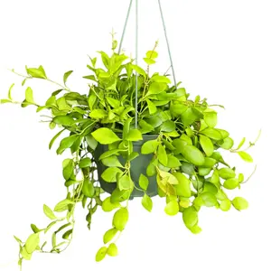 6” Hoya Heuschkeliana, Pet Friendly Indoor Plant