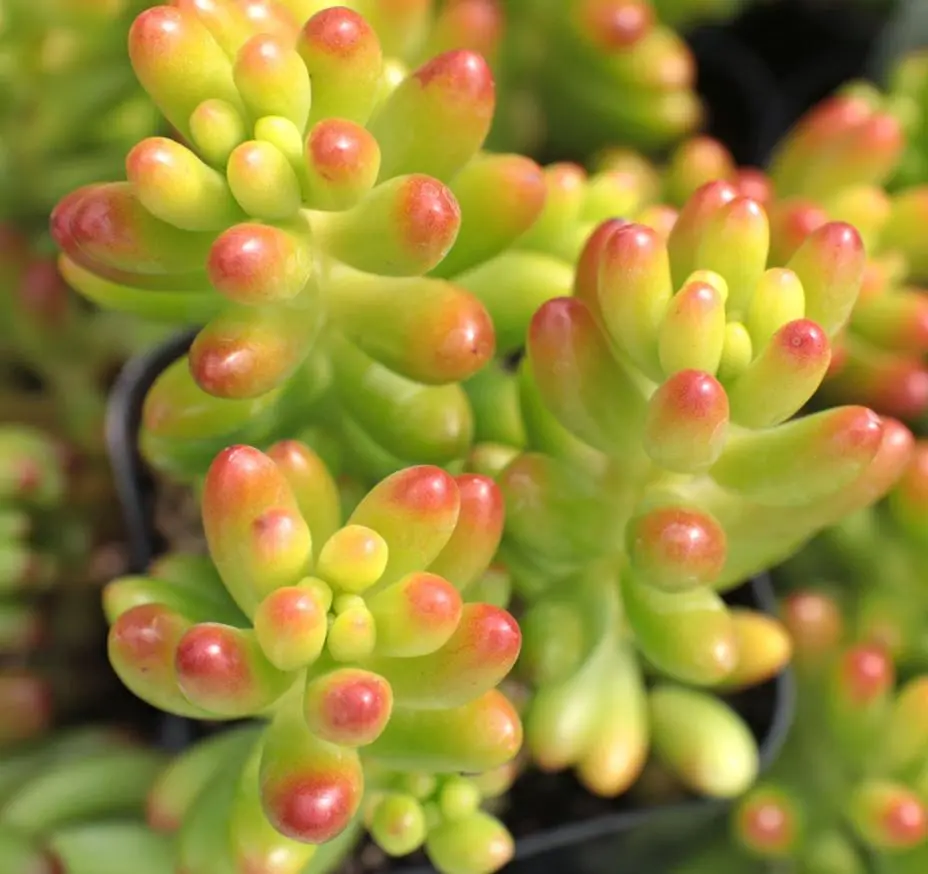 Live Sedum Jelly Bean Plant - Sedum Rubrotinctum Plant - Blue Jelly Bean - Many Fingers - Silver Jelly Beans - Succulent Beans -  4 Inch Pot