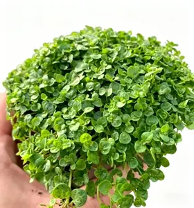 1000Pcs Corsican Mint Seeds (Mentha Requienii) - Mat-Forming Low-Growing Perennial Herb, Low-Maintenance Ground Cover Landscape for Outdoor Containers, Culinary Use
