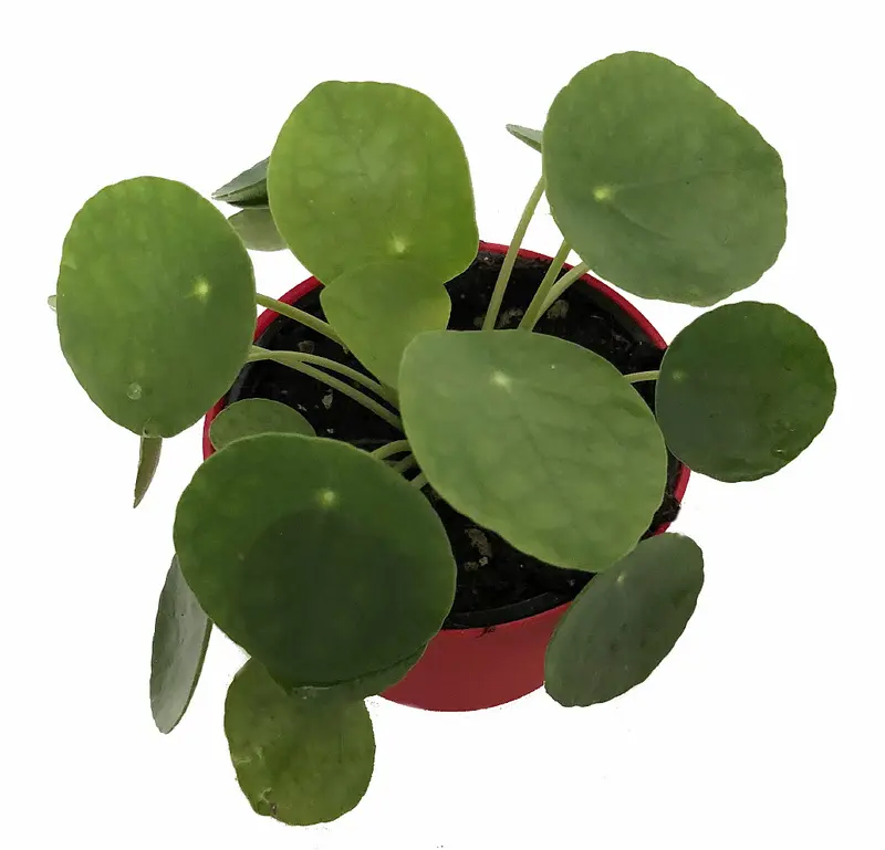 coconut plant indoor Coconut palm – Babylon Store main image 0