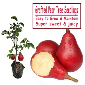 Grafted Red Pear Tree Seedlings Super Sweet Juicy Fruit Easy Grow High Yield Garden Plant