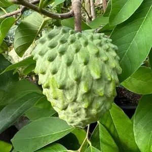 Grafted Atemoya Tree - 3-Gal Pot, 2-3 Ft Tall - Not Shippable to CA, TX, MS, AZ, LA, Puerto Rico or Any Island (Due to Agricultural Regulations)