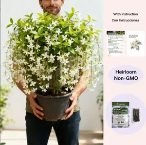 Trailing Jasmine Seeds Bridal Veil High Germination Rate Nodding Clerodendron Easy to Grow Long Lasting Aroma for Home Garden Fragrant Blooms Rare Cascading Jasmine Perfect for Balconies & Indoor Pots