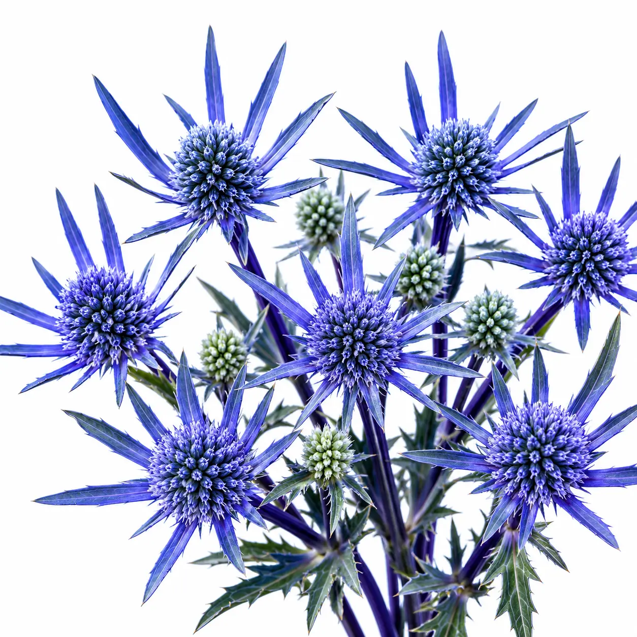 Blue Glitter Sea Holly Live Plant Plugs – Eryngium Perennial Metallic Blue Flowers for Gardens & Cut Arrangements