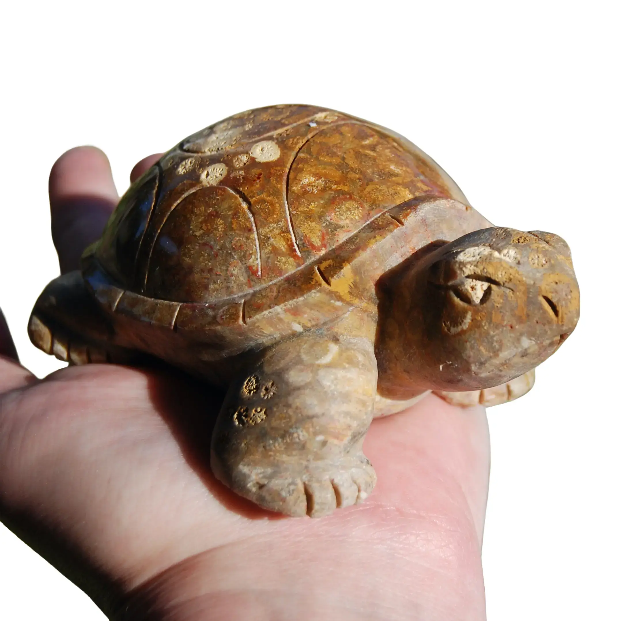 XL Fossil Coral Carved Crystal Turtle