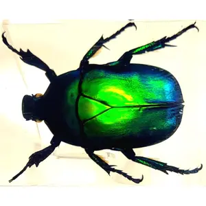 44mm Real Green Flower Chafer Beetle in Crystal Clear Lucite Resin Specimen Torynorrhina Flammea Preserved Insect Bug Taxidermy Crafts Collection Decor