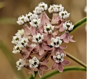 200 NARROWLEAF MILKWEED Seeds Asclepias fascicularis Perennial Butterfly Plant