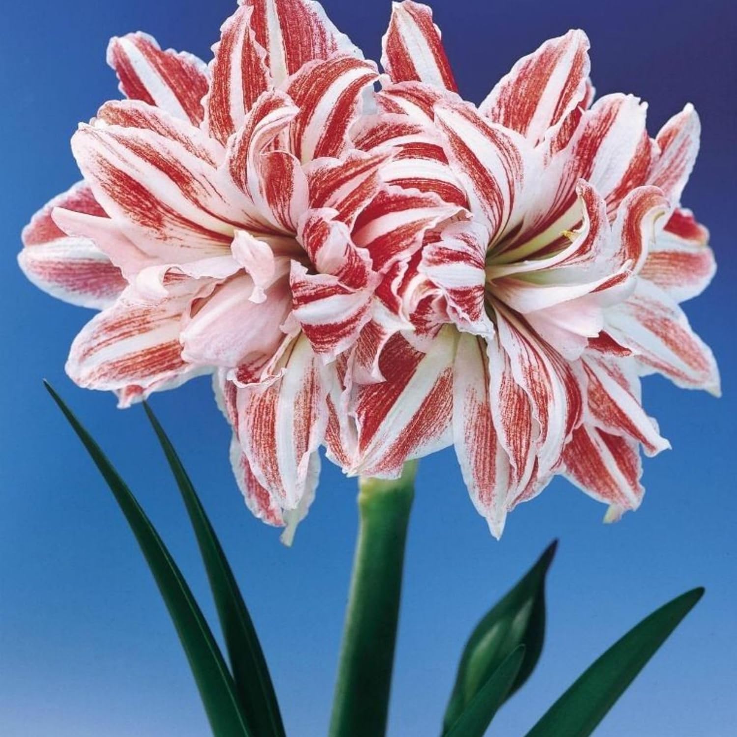 Hippeastrum Seeds – Stunning Amaryllis Flowers, Beginner-Friendly & Non-GMO, Easy to Grow for Garden, Pots, Indoor & Outdoor, Large Blooming Ornamental Flower, Perfect Gift for Garden Lovers Hippeastrum Seeds – Stunning Amaryllis Flowers, Beginner-Friendly & Non-GMO, Easy to Grow for Garden, Pots, Indoor & Outdoor, Large Blooming Ornamental Flower, Perfect Gift for Garden Lovers