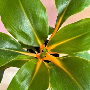 Chlorophytum Mandarin House Plant, Indoor Garden Supplies for Home Improvement, House Plants