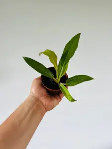 Philodendron Tiger’s Tooth - 3" Pot