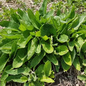 Comfrey Organic Seeds (Symphytum officinale) Powerful healing herb for gardens & permaculture. Grow nutrient-rich, deep-rooted Comfrey with ease!