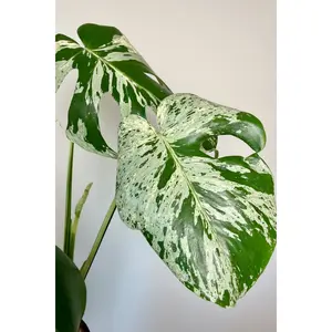 4" Monstera Vietciosa