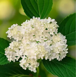 Arrowwood Viburnum Live Shrub - 10-18" Tall - 1qt Pot - Viburnum dentatum - Ornamental Hardy Landscape and Garden Bush