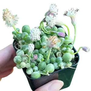 Live Variegated String Of Pearls Plant - Trailing Succulent Plant - 2 Inch Pot