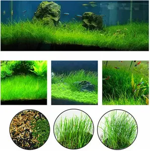 5000PCS Aquarium Grass Plants Seeds Mini Hairy Grass Seeds ,Fish Tank Aquarium Plant Aquatic Water Grass Plant Seeds Easy Grow not Artificial plasticl Plant. Real Grass Tank Decor Replacement for Resin or Plastic Grass.